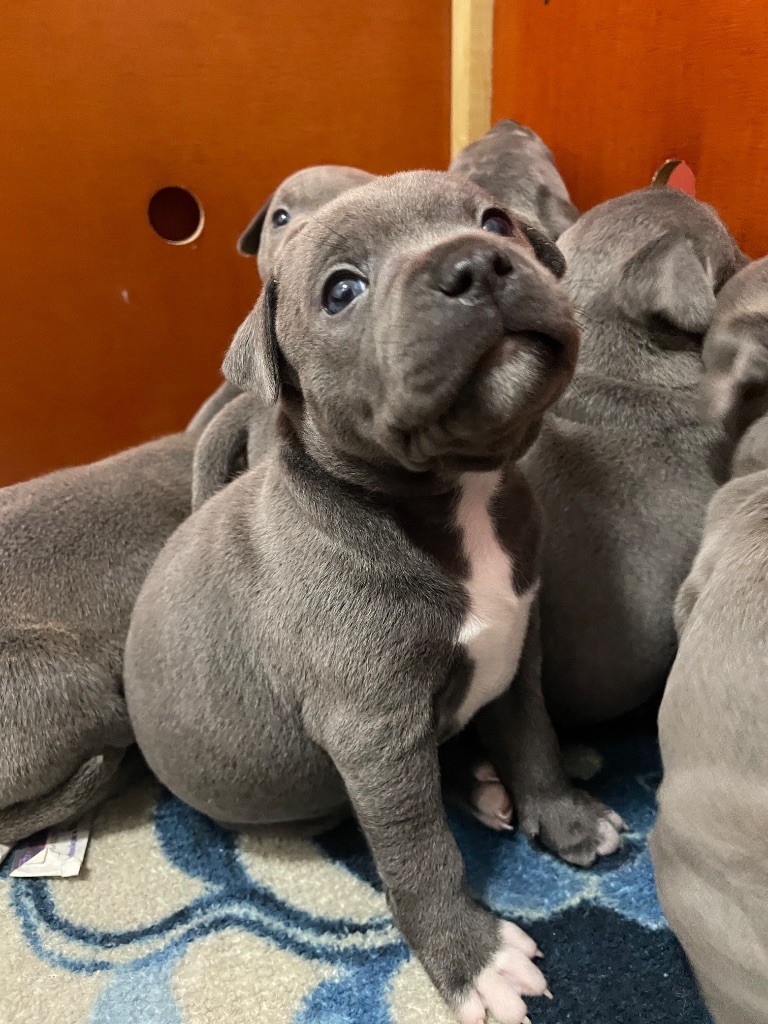 Chiots staffie à réserver pour le 27 Novembre 2025