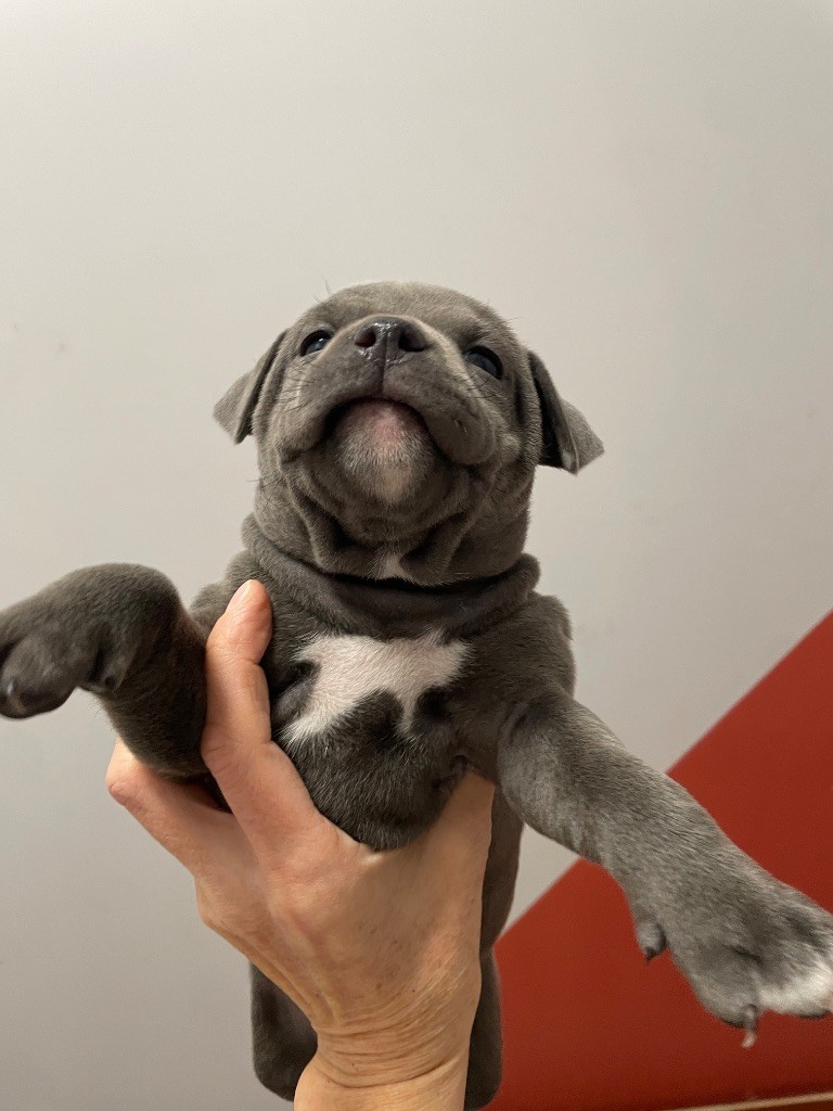 Cyndie Virette - Chiots disponibles - Staffordshire Bull Terrier