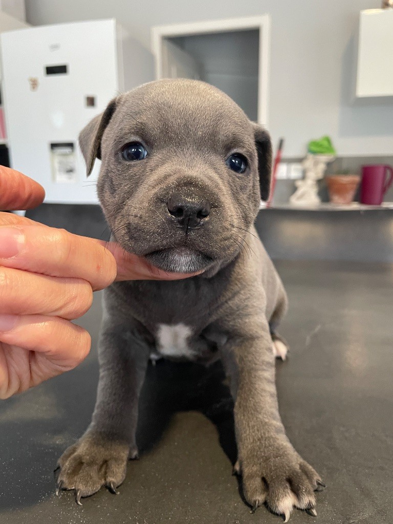 Cyndie Virette - Chiots disponibles - Staffordshire Bull Terrier