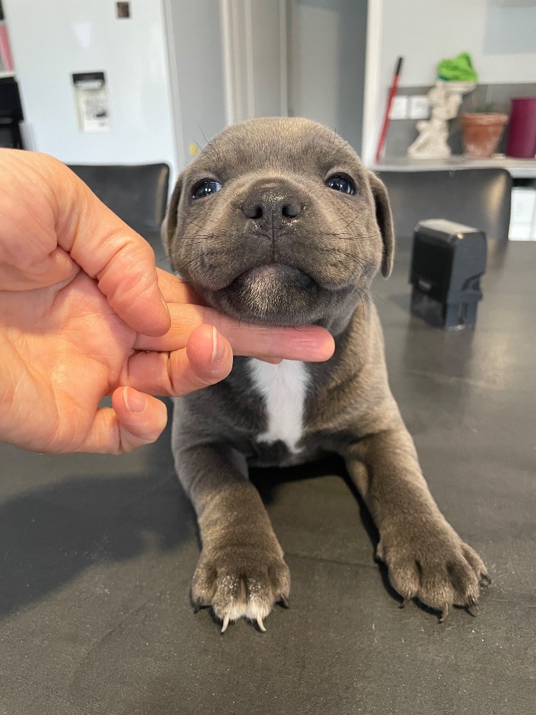 Cyndie Virette - Chiots disponibles - Staffordshire Bull Terrier