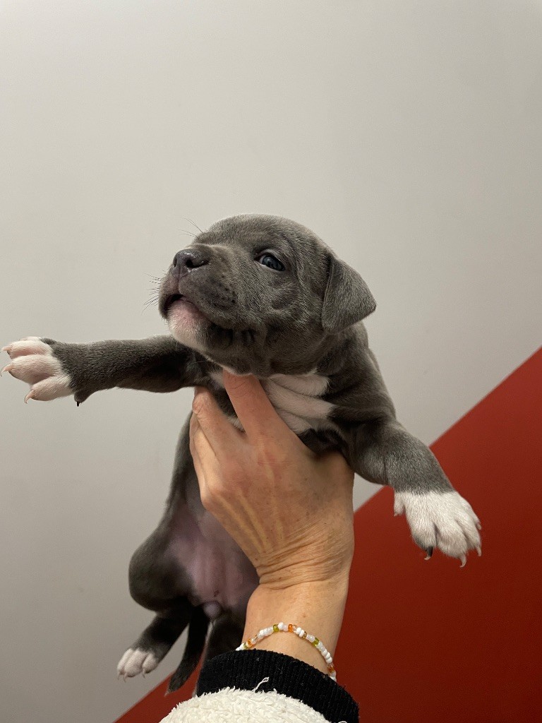 Cyndie Virette - Chiots disponibles - Staffordshire Bull Terrier