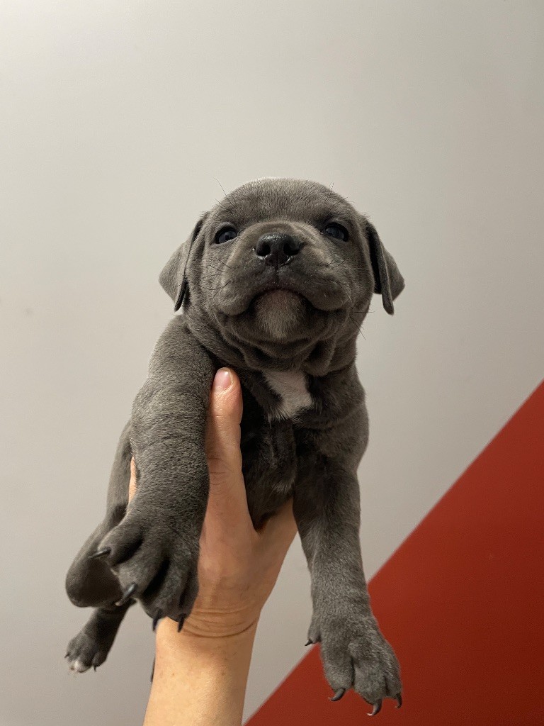 Cyndie Virette - Chiots disponibles - Staffordshire Bull Terrier